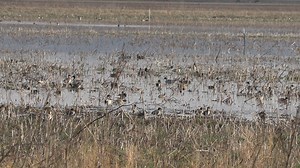 Cool to watch the Spring Migration! | Swift Waters
