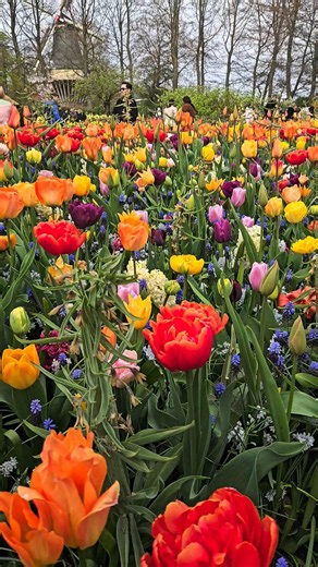 The Most Colorful Garden in the World? 🌷 Keukenhof 2026