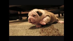 匍匐前進する仔犬