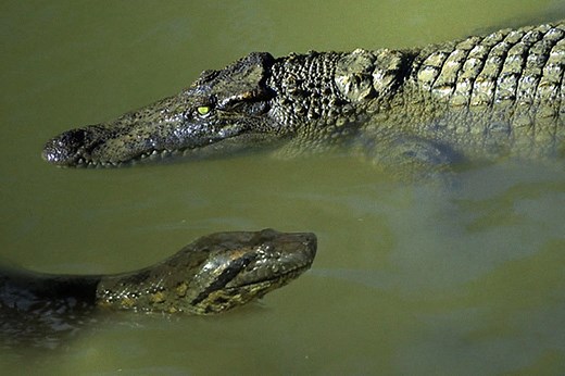 Giant Anaconda attacks
