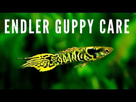 How to Breed + Care for Endler Guppies