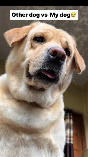 labra rubi 🥰 | other dog vs my dog 😂 || labra rubi || #reel #instagram #instagramreels #labrador #dog #viral #treandingreels #cute | Instagram