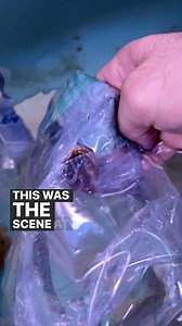 4.7M views · 46K reactions | Octopuses really aren’t beginner friendly pets. There’s a proper way to source them so you know where they came from, what species they are and they are collected in a way that doesn’t hurt the octopus  #petoctopus #octopus #byrdietheocto #marinelife #thereefdoc | The Reef Doc | Facebook
