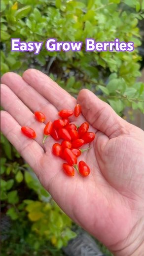 Easy Growing Berry Plant- GOJI Berry #offgrid #garden #vines #berries #fruit #tomato #pottedplants