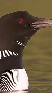 140K views · 6.6K reactions | Common loon calling closeup | Harry Collins Photography | Facebook