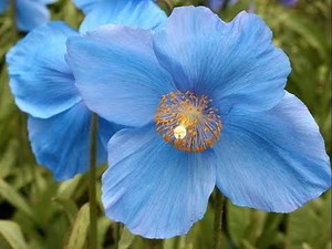 Amazing and Most Beautiful Himalayan Blue Poppy Flowers | National Flower of Bhutan