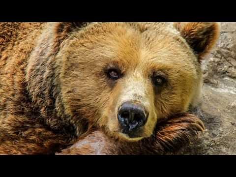 Bear Shapeshifter (Sub)