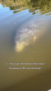 We love these curious gentle giants! 🩵 Remember, when manatees come too close, keep your paddles up and enjoy the experience ✨ These are the moments that show how special manatees really are and we love sharing it with others! 📍Titusville, FL * #getupandgotitusville #clearkayak #titusvillefl #titusvilleflorida #manatees #floridawildlife #manateelove #ecotourism | Get Up And Go Kayaking