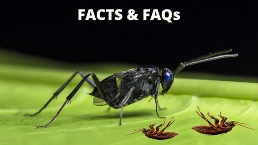 Ensign Wasp Identification, Facts, & FAQs