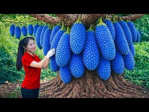 LIVE STREAM : Harvesting Rare Green Gac Fruits in Mountain Hills | Selling at Rural Market