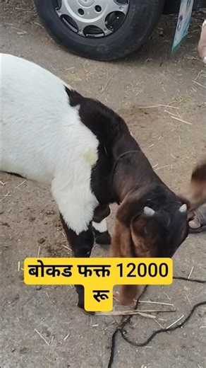 बोकड फक्त 12000 रू #shorts #shortvideo #goatfarming #goat #बोकड