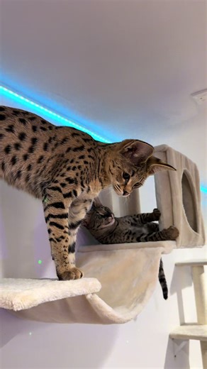 Foreign f1 Savannahs #bengalcat #leopardcat #californiabengals #catpov #fyppp