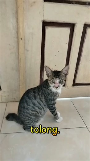 #cat #funnyvideo #kitten #viralvideo