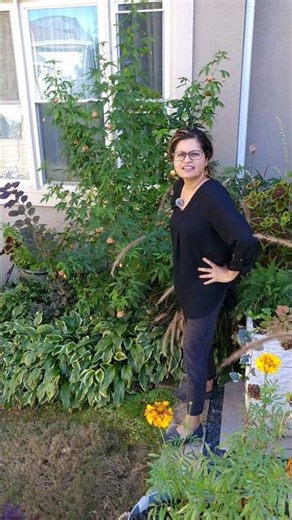 Have You Ever Seen A Flowering Maple?? #FlowerPower #GardenBeauty