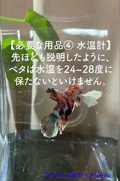 【初心者必見！】3分でわかる！ベタの取扱説明書！