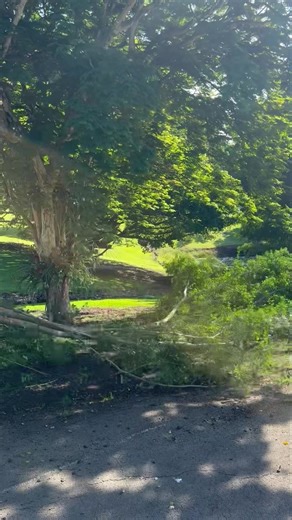 Advanced Tree Surgery - Sunshine Coast on Reels