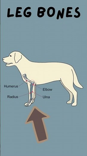Dog anatomy - simplified