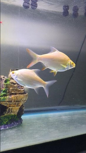 Tinfoil barb 🐠 Beautiful fish - Monster Fish Tank - Monster fish #fish #aquarium #tinfoilbarb