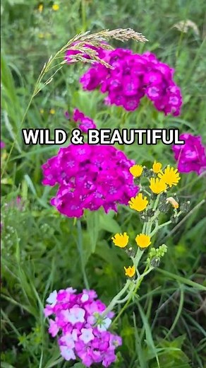 Sweet Williams Part 5: Lupine, Fleabane & My Mystery Wildflowers!
