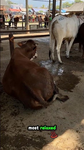 This brown cow looks the most relaxed 😇 #cowvideos #cowsound