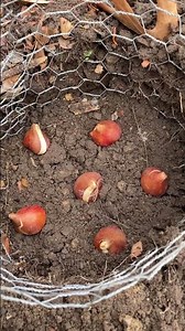 Planting Tulip Bulbs
