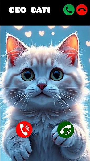 Ceo cati called abrish 😺😼😼 #mi👍 #ringintone #iphone#cuteanimal