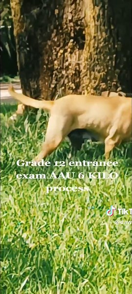 Grade 12 Entrance Exam Process in Ethiopia