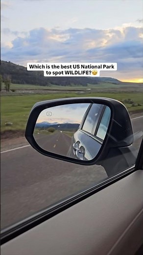 Best wildlife spotting National park in USA- wildlife in Yellowstone