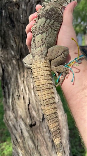 Male Ctenosaura palearis or Guatemalan spiny tail iguana #iguana #pet #guatemala