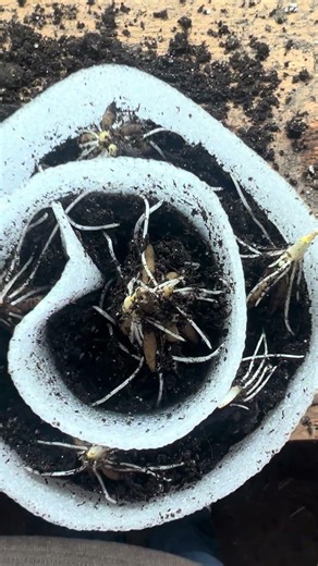 You’re not supposed to plant ranunculus like this… but it works