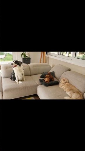 Why Do Cats Chirp? The Secret Behind Their Adorable Sounds!