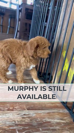 Mini Multigen Goldendoodle Puppy Playing | Meet Murphy ❤️