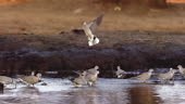 Shot of Cape Turtle Dove Group drinking at Chobe River at Okavango...