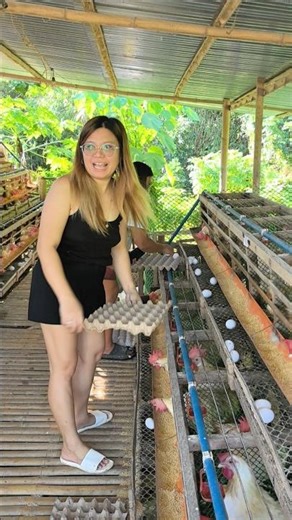 Egg Harvesting Time 101