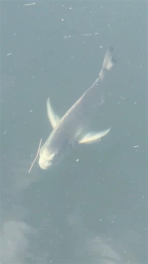 Biggest Bream I have ever Seen