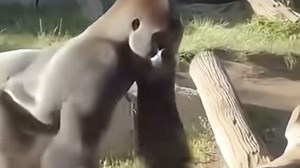 Have You Seen This? Gorilla breaks protective glass at San Diego Zoo