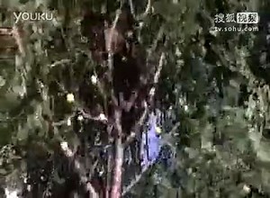 The Amarula Tree Drunk Jungle Animals