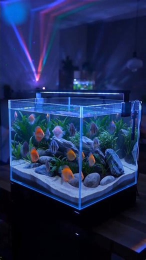 “Mesmerizing Aquarium Setup 🐠 | Relaxing Fish Tank Ambience with RGB Lights ✨”