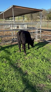 Available! Angus cross steer! March born! Pm if interested!! SOLD!! | Anderson Livestock