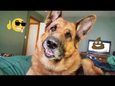 You Can’t Stop Laughing At These Pets | Funny Dogs Video 2026 #1