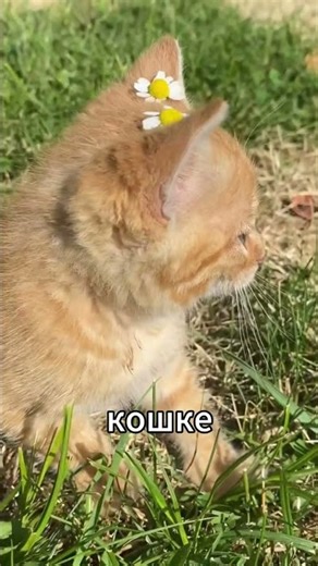 Вот в чем секрет рыжих котов! #shorts