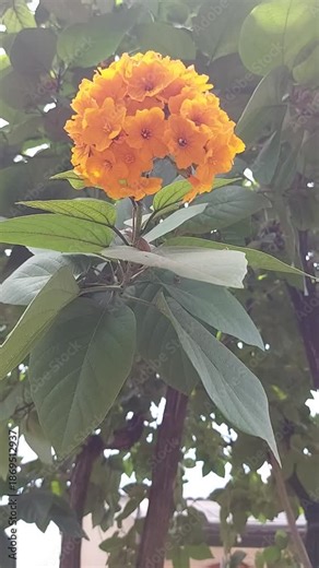Cordia sebestena or Geiger tree. Cordia sebestena is widely planted throughout the tropics as an ornamental plant in gardens for its showy flowers.