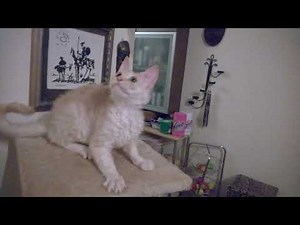 Sphynx Maine Coon Cross-Breed