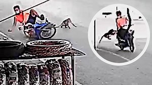Cheeky monkey tries to rob a motorcyclist