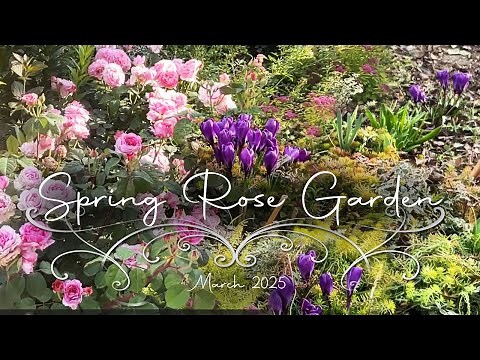 Spring Rose Garden Tour | Pruning Roses, Training Climbing Roses & Early Blooms | Garden Tips & Care