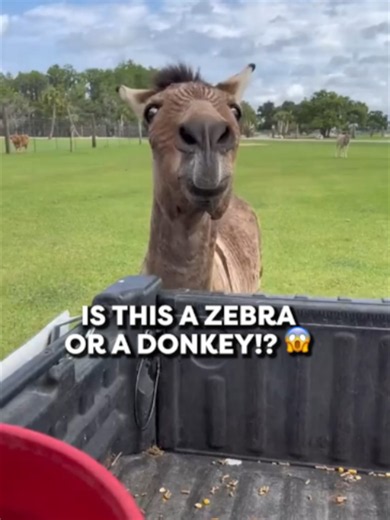 Do Zonkeys REALLY exist!? 😱😳 @jmrzoological via BViral #zonkey #donkey #zebra #animalhybrid#crazyanimal