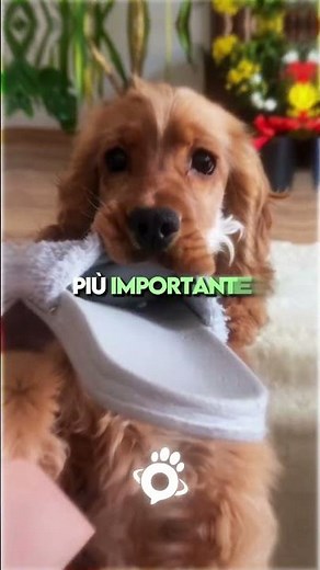 3 Signs Your Dog Is Sick 🐶⚠️