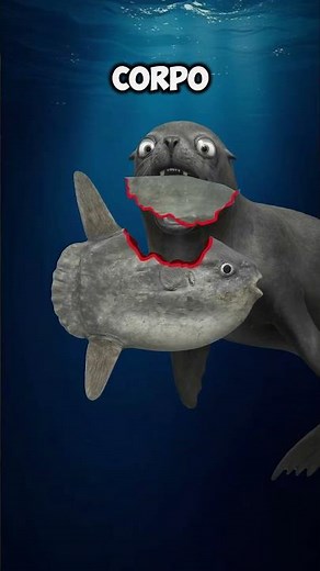 🐟 Why Does Everyone Hate the Ocean Sunfish? The Strangest Animal in the Ocean