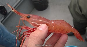 How To Catch Your Limit Of Spot Shrimp