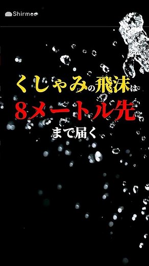 くしゃみの飛沫は8m先まで届く #shrots #くしゃみ #くしゃみ助かる くしゃみ #雑学 #シルミー
